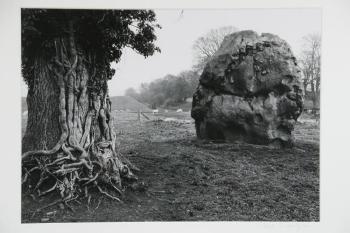 Stone and Tree, Avebury, England by 
																			Paul Caponigro