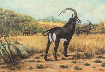 Sable Antelope by 
																	Edmund Caldwell