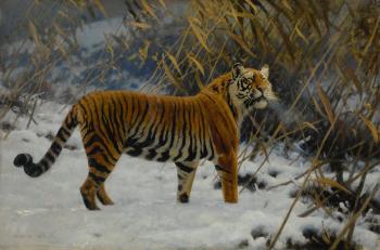 A Tiger Prowling In The Snow by 
																	Hugo Ungewitter