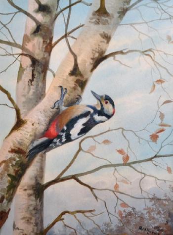 Greater Spotted Woodpecker by 
																			Philip Rickman