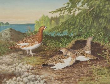 Grouse in summer plumage with chicks by 
																			Matti Karppanen