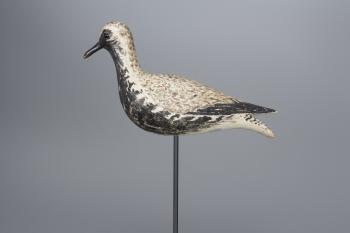 The Turned Head 'Dust Jacket' Black Bellied Plover by 
																			A Elmer Crowell