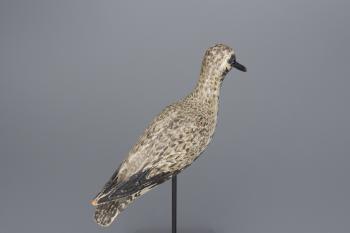 The Turned Head 'Dust Jacket' Black Bellied Plover by 
																			A Elmer Crowell