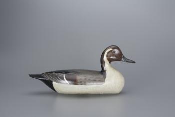 Pintail Drake by 
																			Charles Perdew