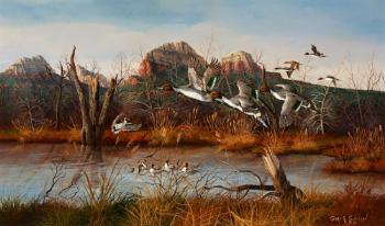 Verde Valley pintails by 
																	Garry R Swanson