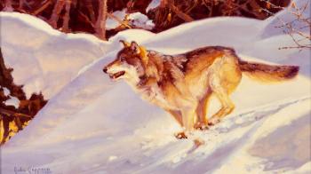 Wolf running in snow by 
																	Julie Jeppsen