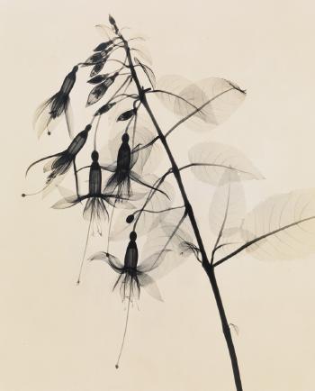Fuchsia, Upright Type by 
																	Dain L Tasker