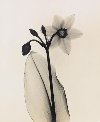 Amazon-lily by 
																	Dain L Tasker
