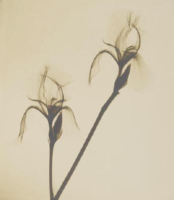 Bearded iris by 
																	Dain L Tasker