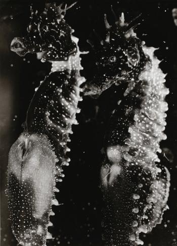 Two male seahorses by 
																	Jean Painleve
