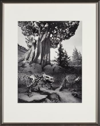 Untitled (Weston's Tree), 1990 by 
																			Jerry Uelsmann