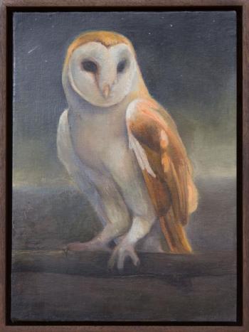 Barn Owl by 
																			David Molesky