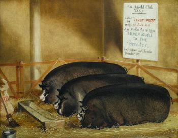 Three prize pigs by 
																	John Vine of Colchester
