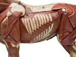 A good French anatomical model of a standing horse by 
																			Louis Thomas Jerome Auzoux