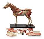 A good French anatomical model of a standing horse by 
																			Louis Thomas Jerome Auzoux