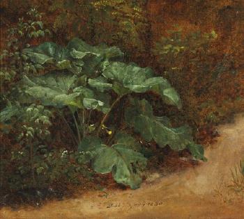 A broad-leaved dock (skræppeplante) in the forest floor. by 
																	Johan Christian Clausen Dahl