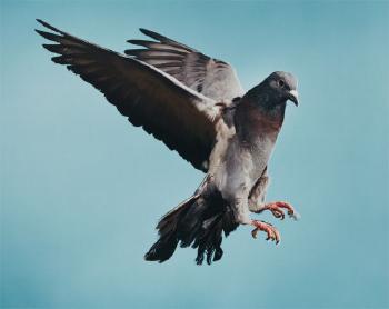 Pigeon by 
																	Roe Ethridge