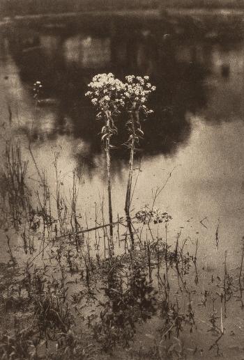 Weed Beauty by 
																			Adolf Fassbender