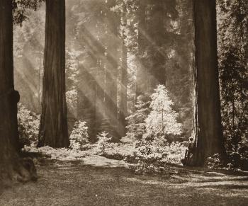 Redwood Solitude by 
																			Adolf Fassbender