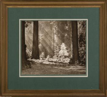 Redwood Solitude by 
																			Adolf Fassbender