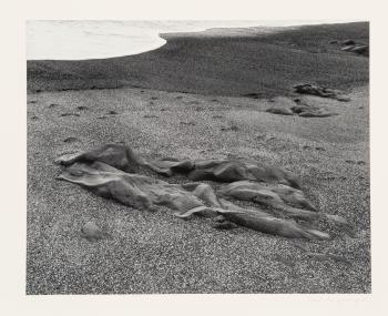 Nahant Beach, Massachusetts, From Portfolio II by 
																			Paul Caponigro