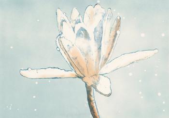 Luminous Lily Dream by 
																			Joseph Raffael