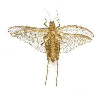 Locust by 
																	Walter Oltmann