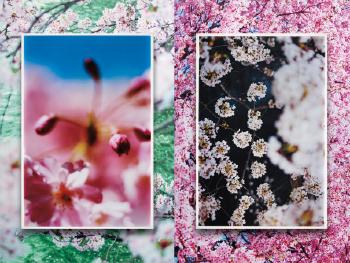 Earthly flowers, heavenly colors by 
																	Mika Ninagawa