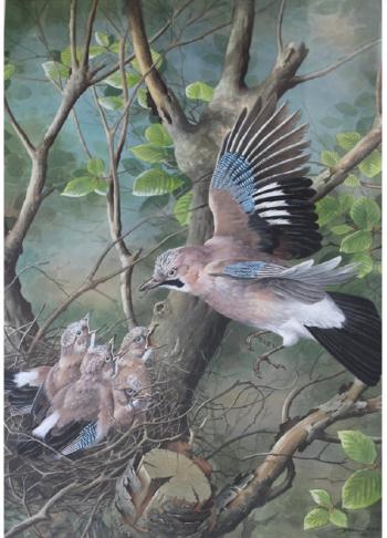 Jays at Nest by 
																	Basil Ede