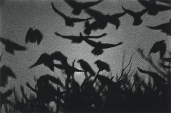 Kanagawa (From 'The Solitude Of Ravens') by 
																	Masahisa Fukase
