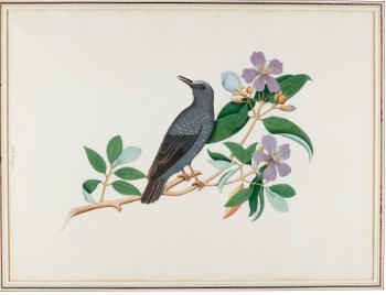 A blue rock thrush on a flowering branch, India, Calcutta, Company School by 
																	 India Company School