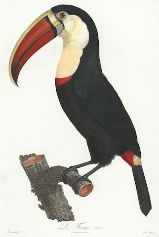 Histoire naturelle des oiseaux de paradis et des rolliers, suivie de celle des toucans et des barbus by 
																			Francois Levaillant