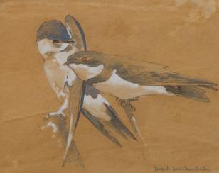 Juvenile Sand and House Martins by 
																	Eric Ennion