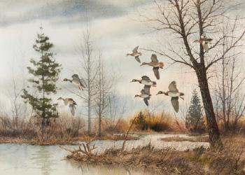 Mallard Ducks Flying
 by 
																	David Hagerbaumer