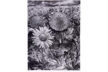Sunflower Field by 
																			George Tute