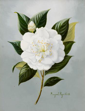 Study of a white flower by 
																			Margaret Rymill