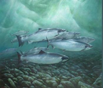 Shoal of salmon in sun dappled waters by 
																	Rod Sutterby