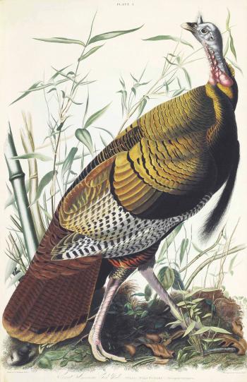 The Birds of America by 
																	John James Audubon
