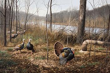 Wild Turkeys by 
																			David Maass