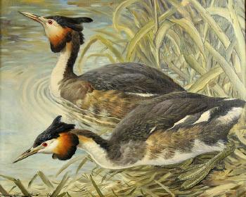 A Pair of Great Crested Grebe by Bulrushes by 
																			Basil Ede