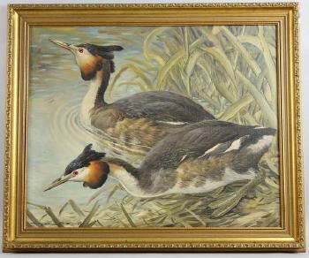 A Pair of Great Crested Grebe by Bulrushes by 
																			Basil Ede