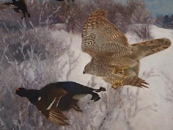 Northern goshawk attacking black grouse by 
																			Bruno Liljefors