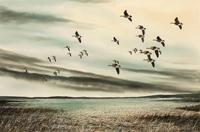 Geese in flight by 
																	David Hagerbaumer