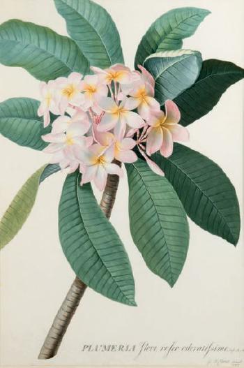 Plumeria flore roseo odoratissimo. Inft. R. M. by 
																	Georg Dyonis Ehret