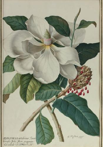 Magnolia altissima Laure Cerasa folio. flore ingenti Candide by 
																	Georg Dyonis Ehret