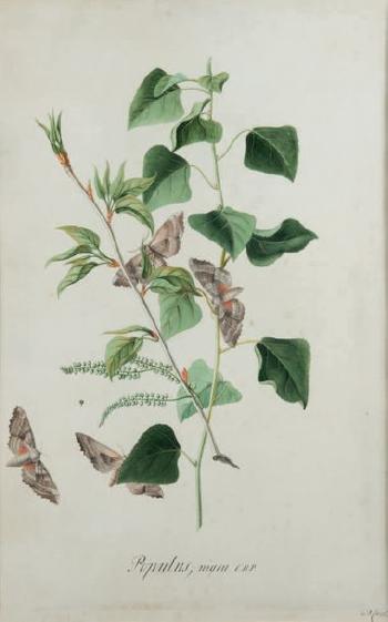 Populus, nigra C. B. P. by 
																	Georg Dyonis Ehret
