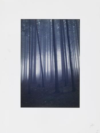 Forest by 
																	Jitka Hanzlova