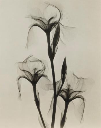 Selected X-rays Of Flowers by 
																	Dain L Tasker