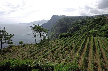 Companhia Vinicola Da Madeira Verdelho 1850 by 
																	 Madeira Portuguese Port Wine