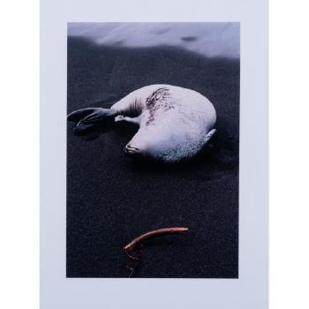 Nap, Archipelago of Crozet; Possession Island King 
Penguins; Archipelago of Crozet, Possession Island by 
																			Xavier Desmier